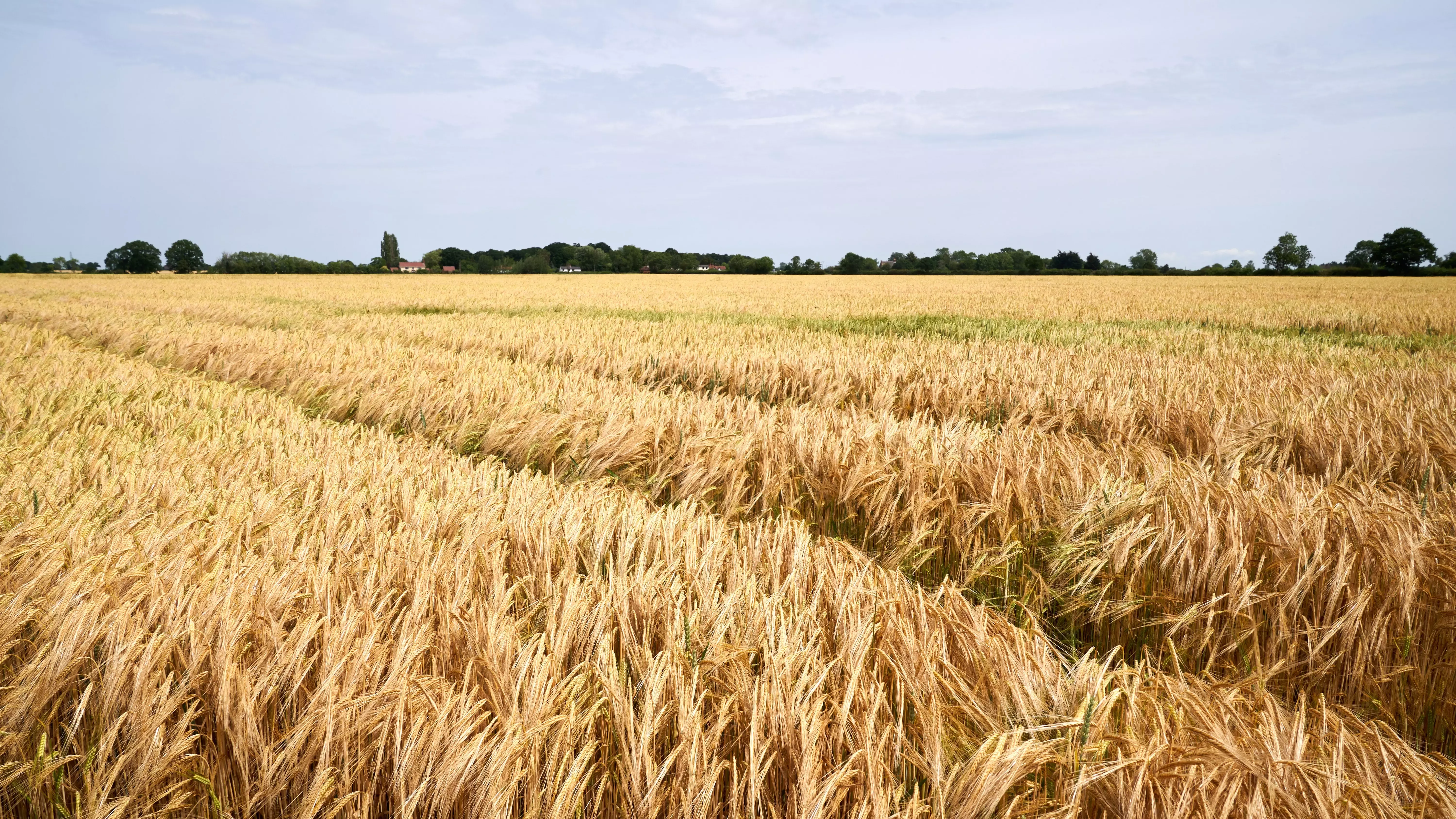 wheat field