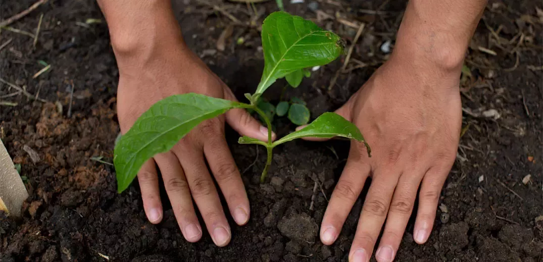 female hands patting the soil