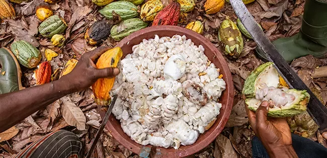 farming cote divoire