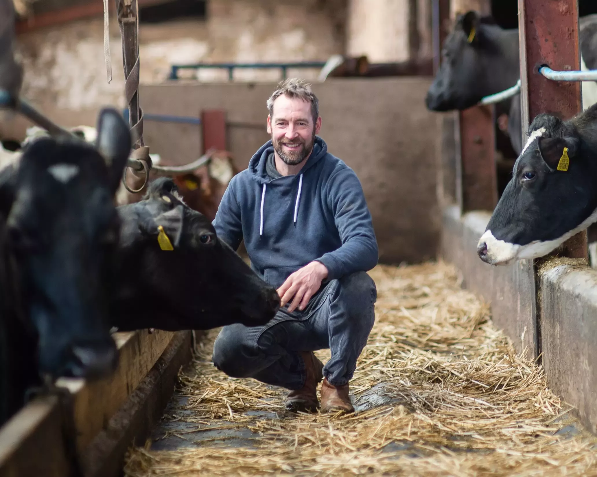 dairy farmer in parlour with cows