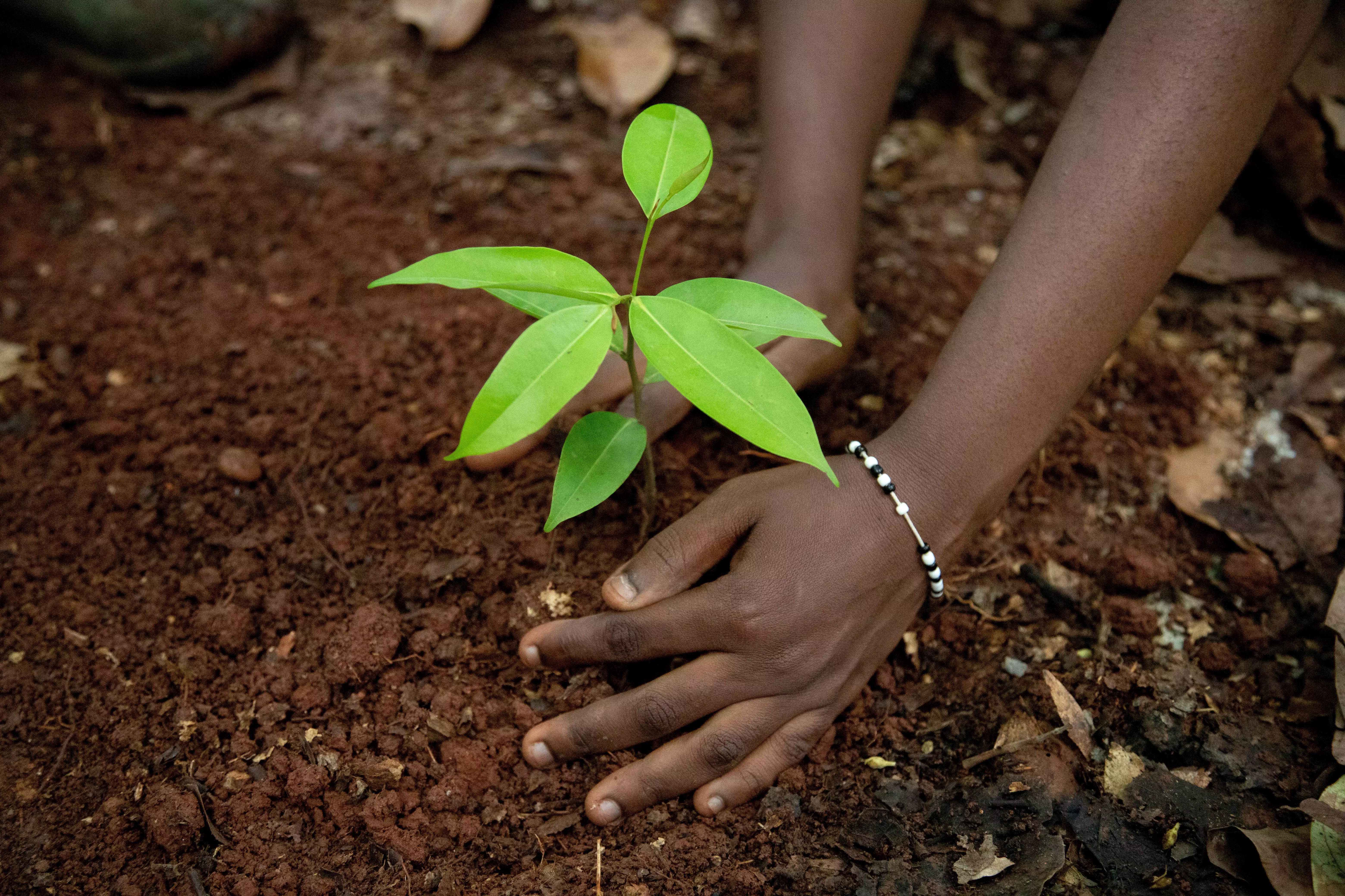Hands planting a green plant in dirt.