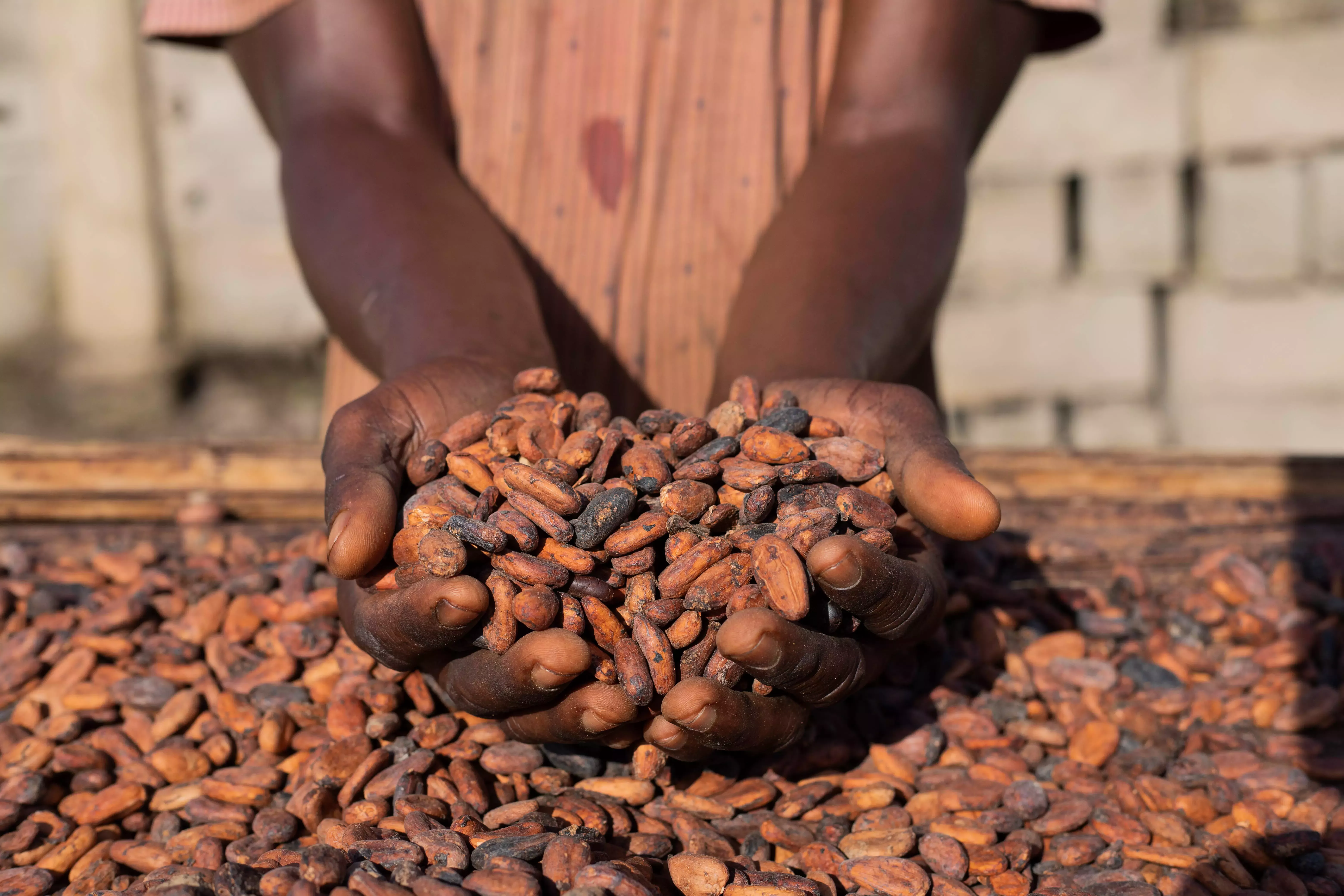 Hands holding cocoa beans.