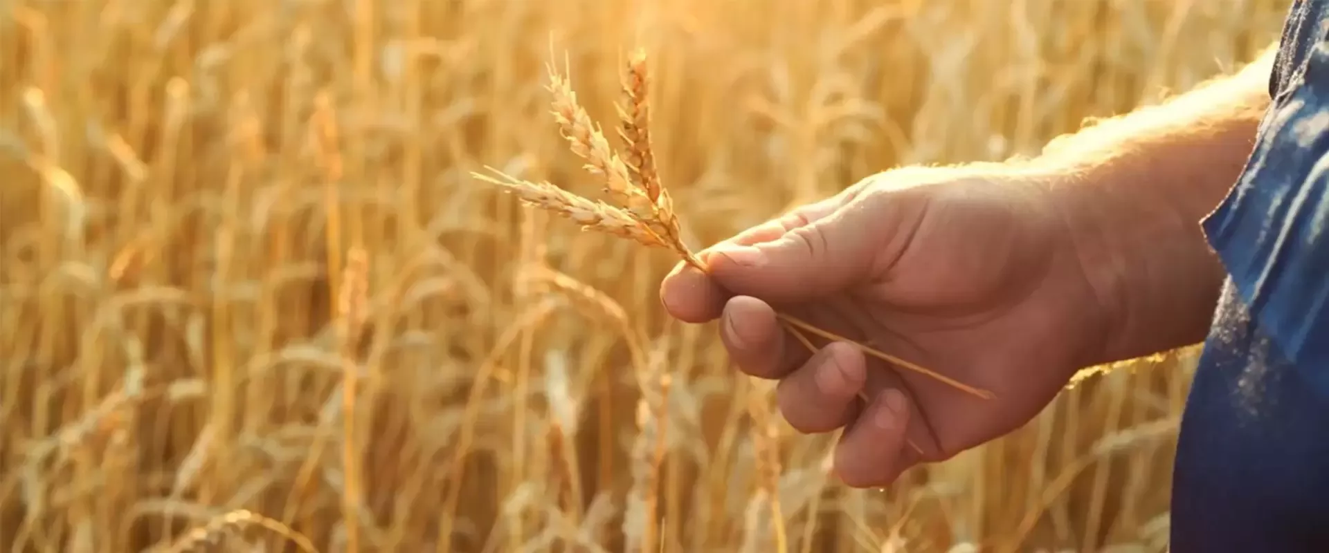 holding wheat