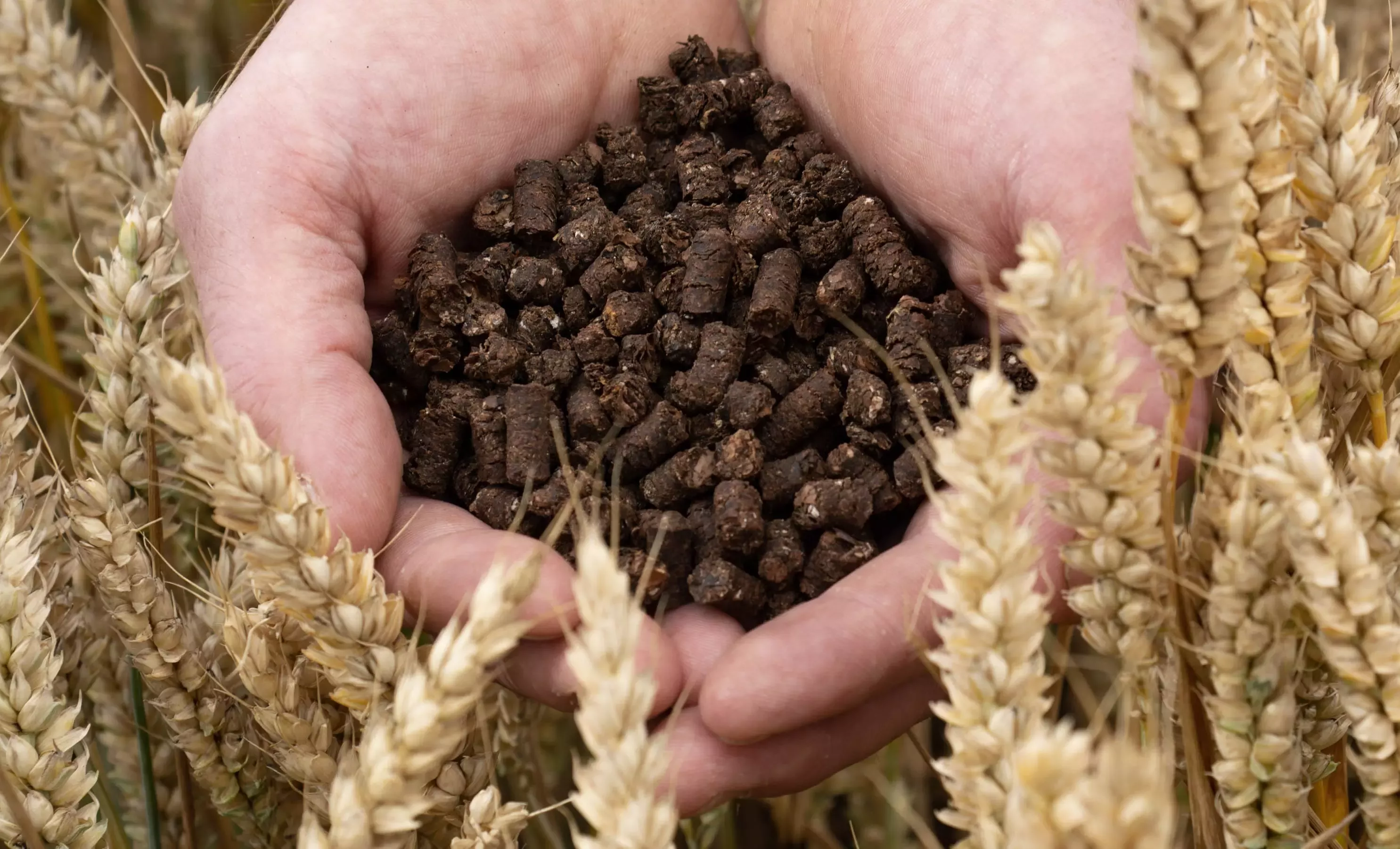 A hand holding cocoa shells in a wheat field to be used as fertiliser.
