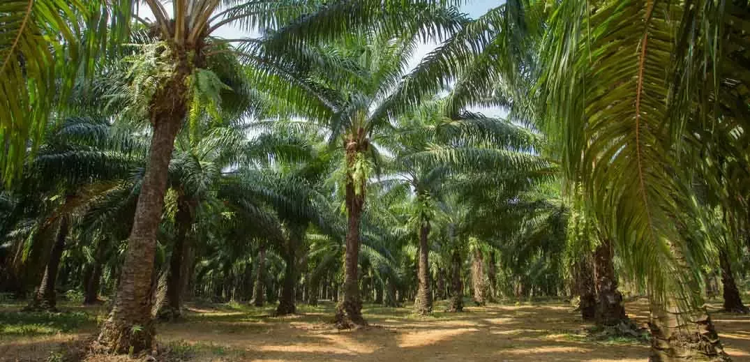palm trees