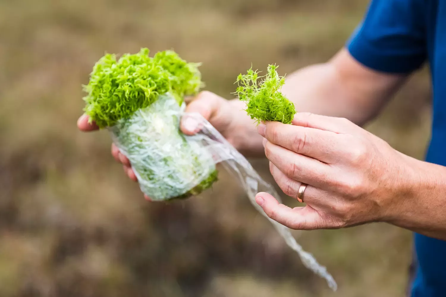 Person's hands holding a handful of green moss.