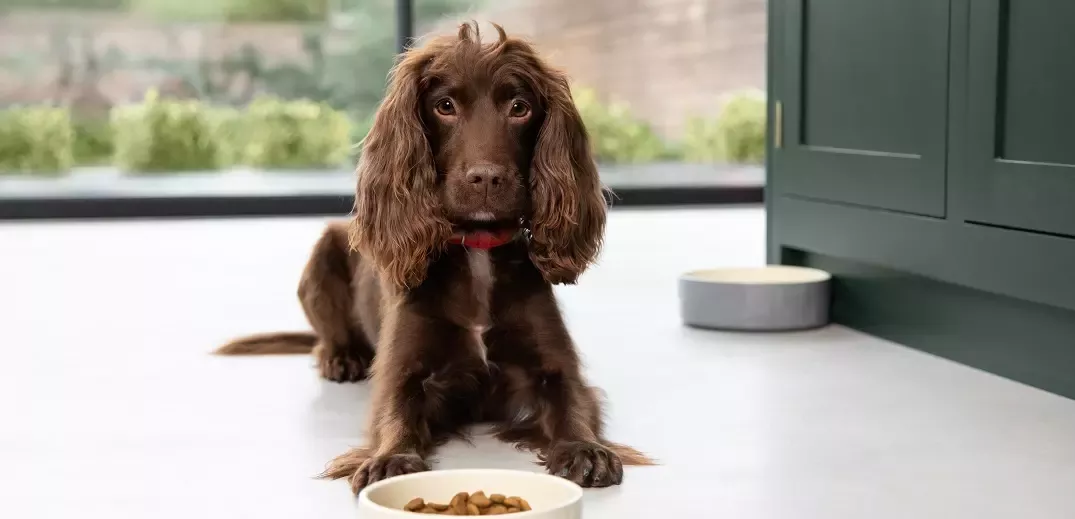 anxiety-discovered-in-dogs-feed
