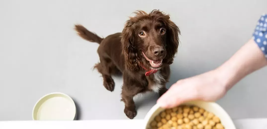 anxiety-discovered-in-dogs-header