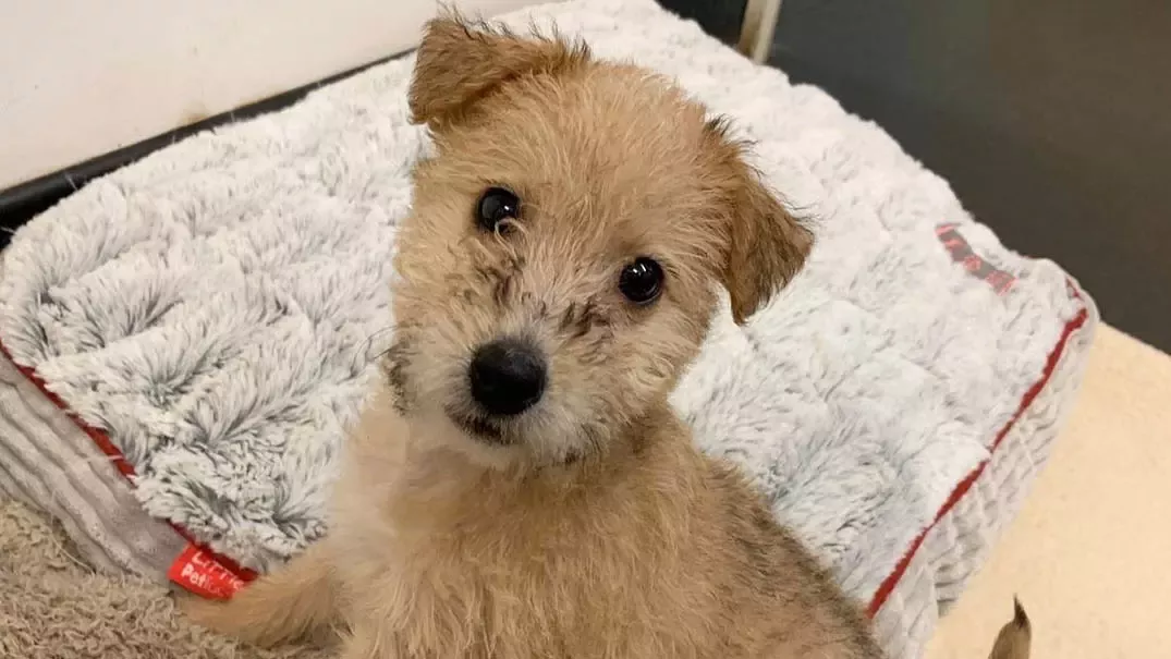 Molly puppy