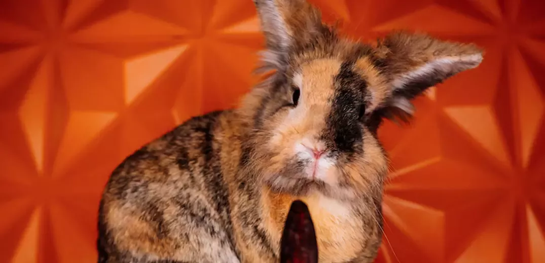 bunny
