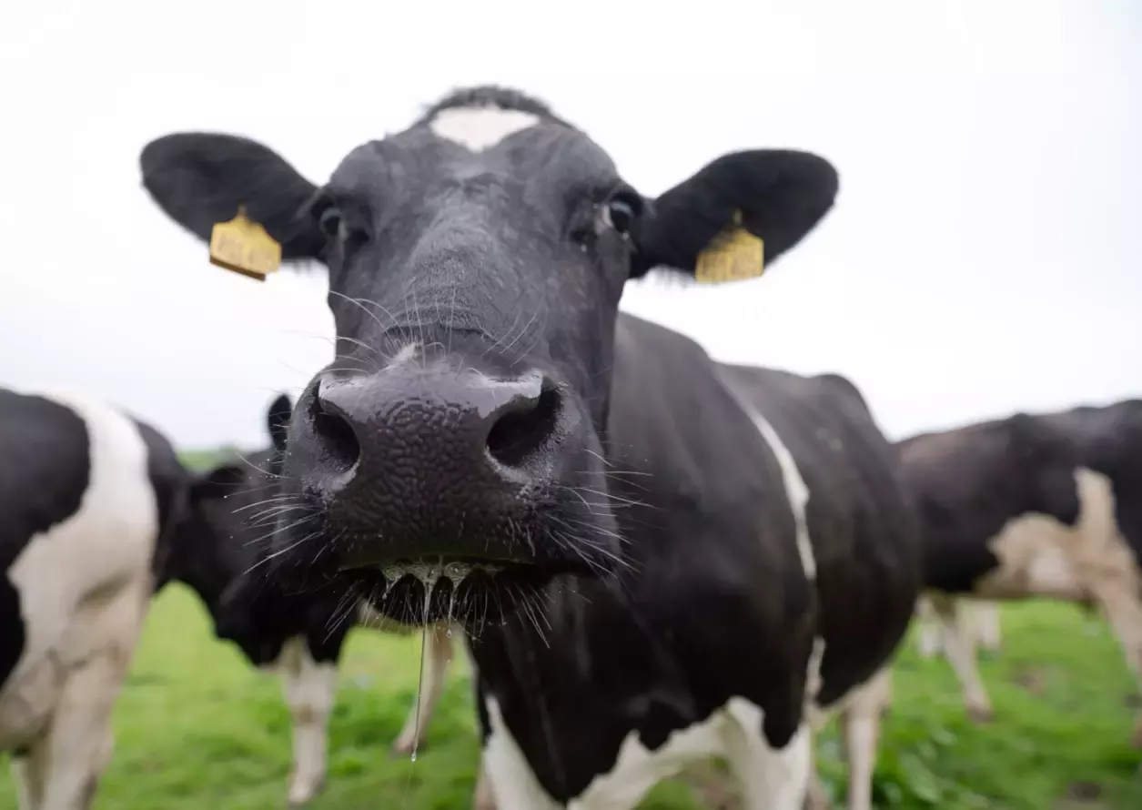 cow