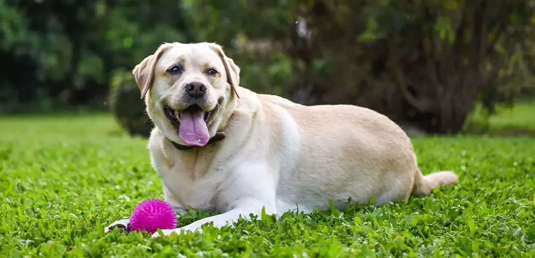 dog on the grass