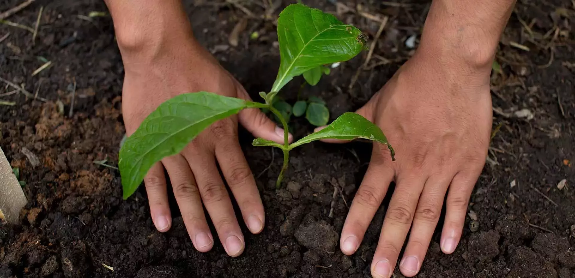 Planting a tree