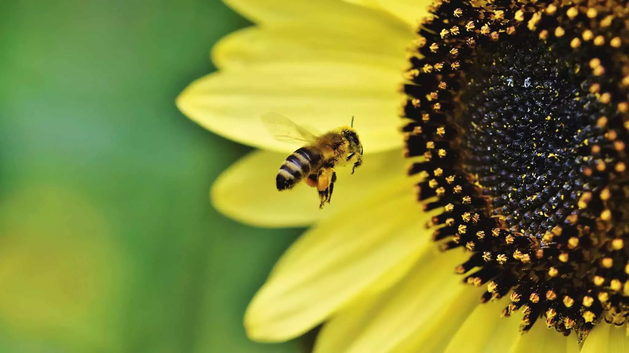 save the bees