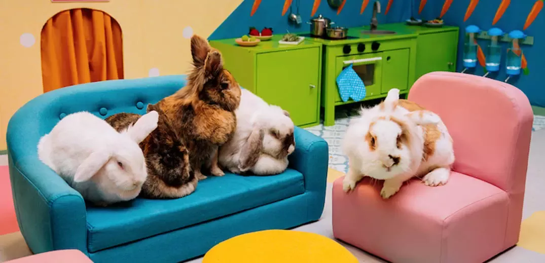 kitkat big bunny hutch