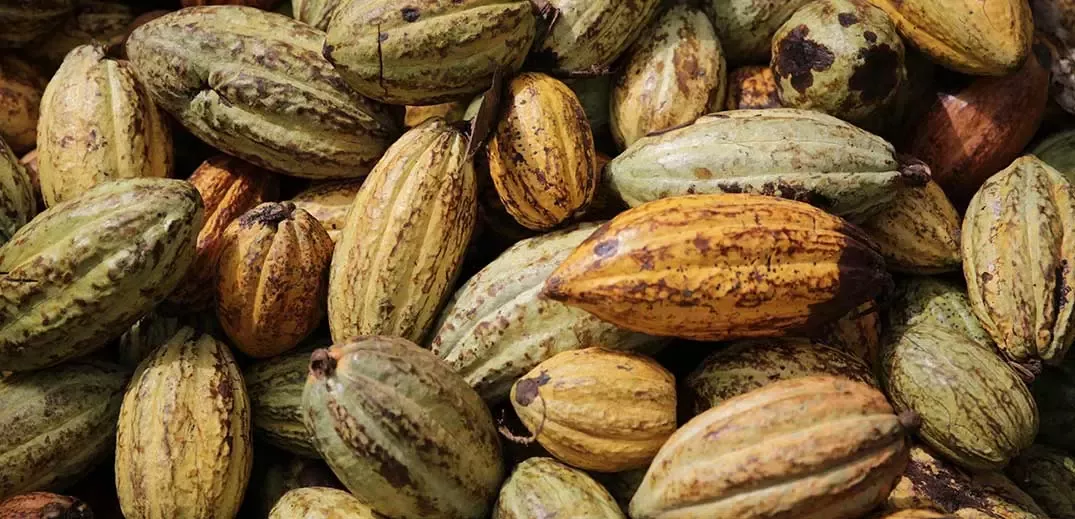 Cocoa beans