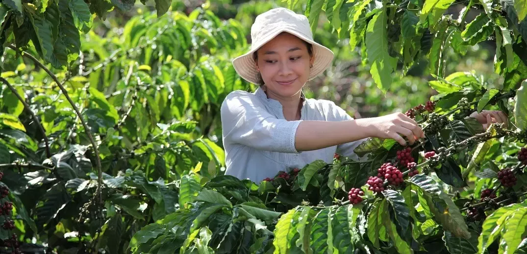 woman gather coffee beans