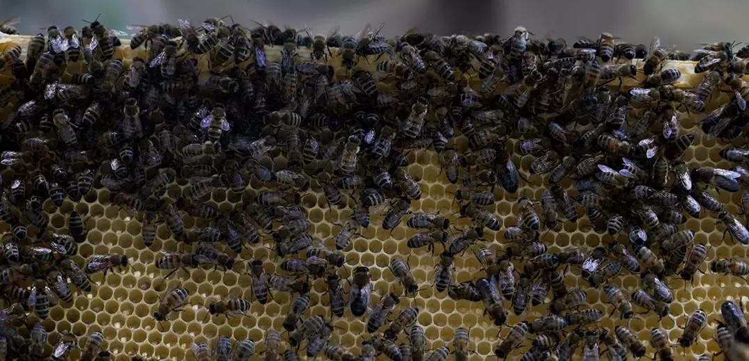 nestle bees beehive