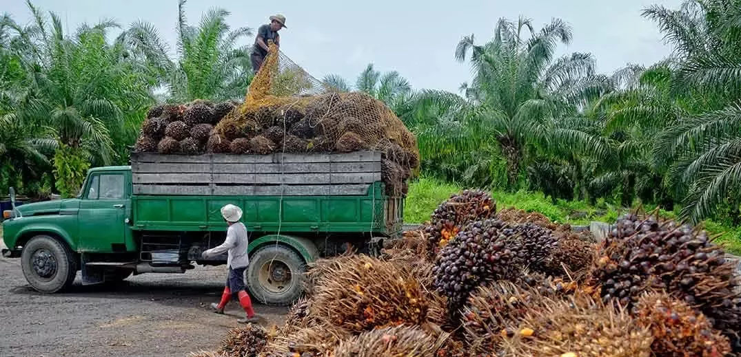 palm oil