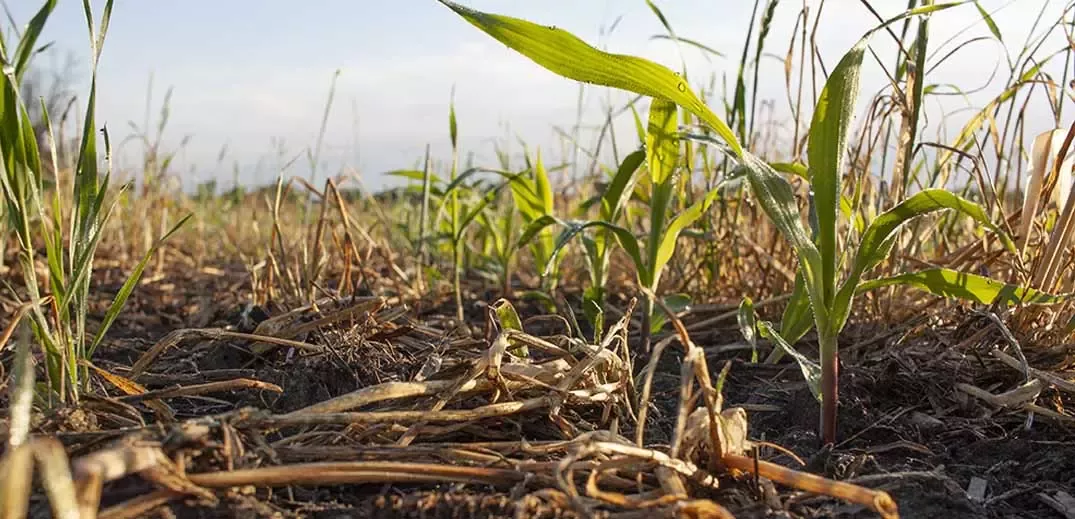 soil