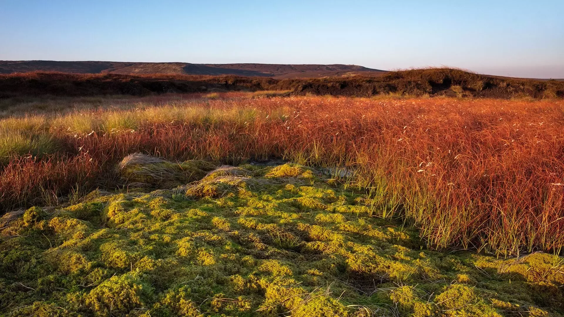 Sphagnum in moorland