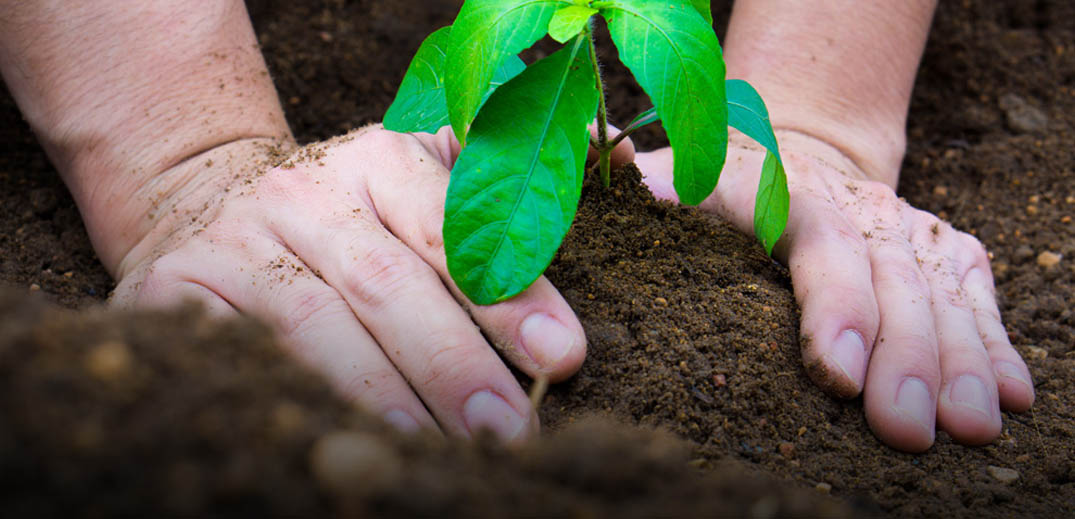 tree planting